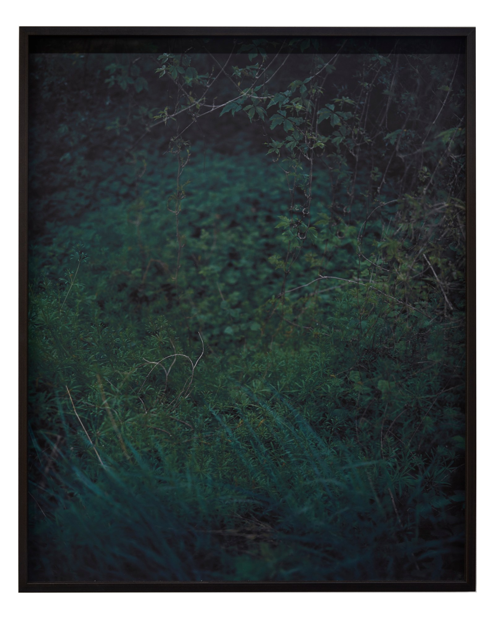 Photographie de Cécile Genest, exposition « À nos terres troubles » (11 sur 12)
