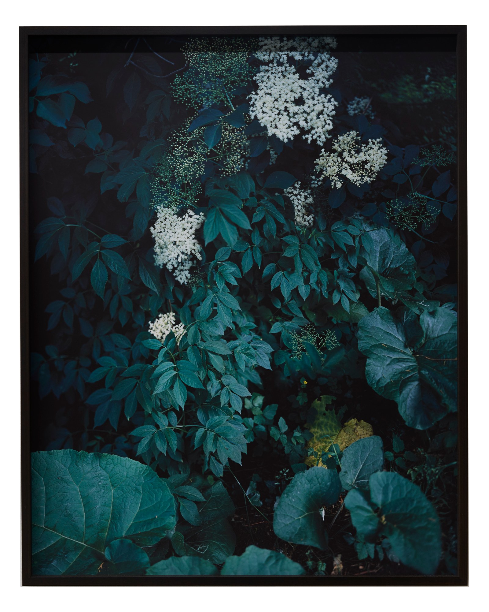 Photographie de Cécile Genest, exposition « À nos terres troubles » (7 sur 12)