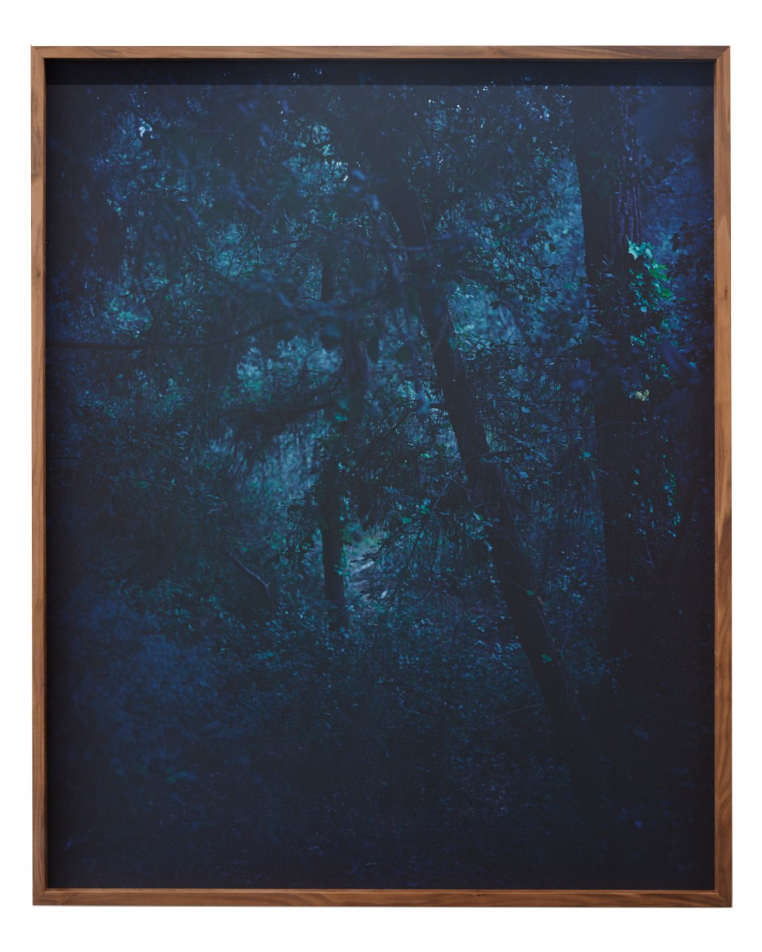 Cécile Genest, « Forêt des Saumonards »