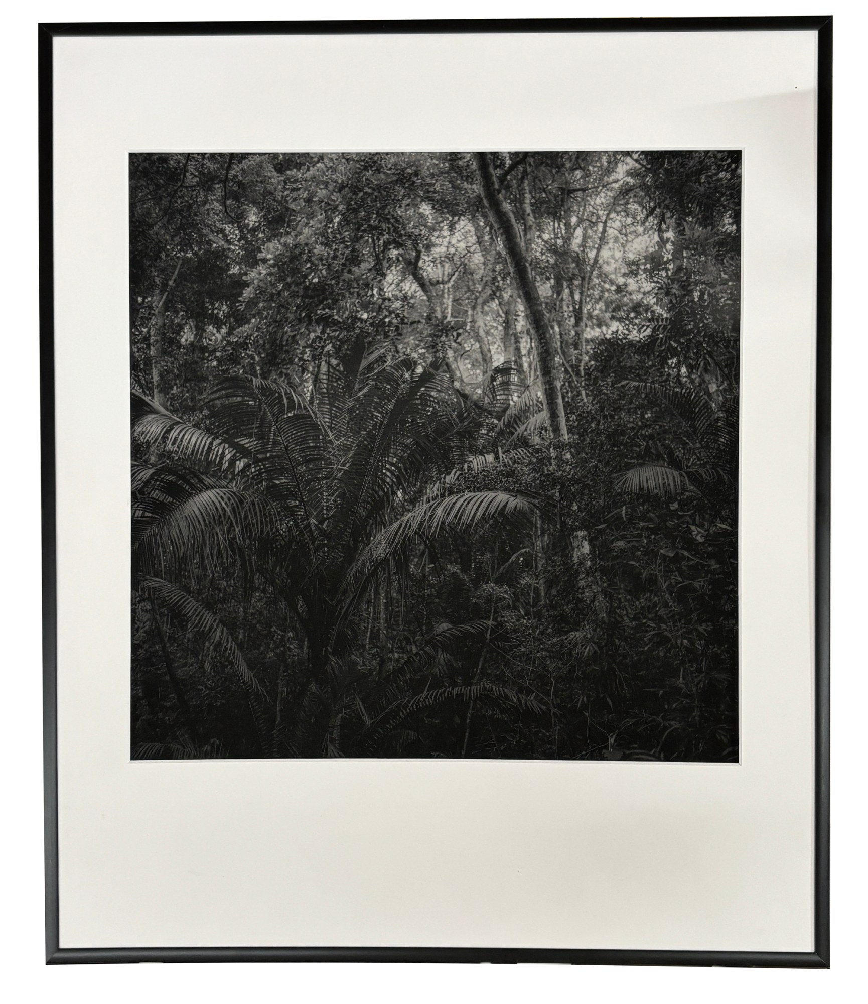 Victor Cornec, « Jungles »